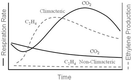 Characteristic changes in ethylene production and respiration (CO2 production) of climacteric and non-climacteric fruits. Climacteric fruits are typically ready to eat at about the peak of the respiratory climacteric, with overripening occurring thereafter.