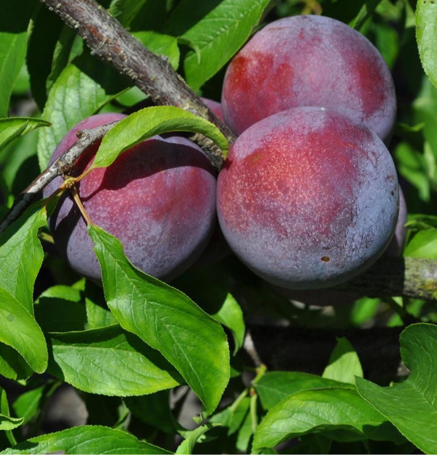 ‘Gulfrose’ plum. 