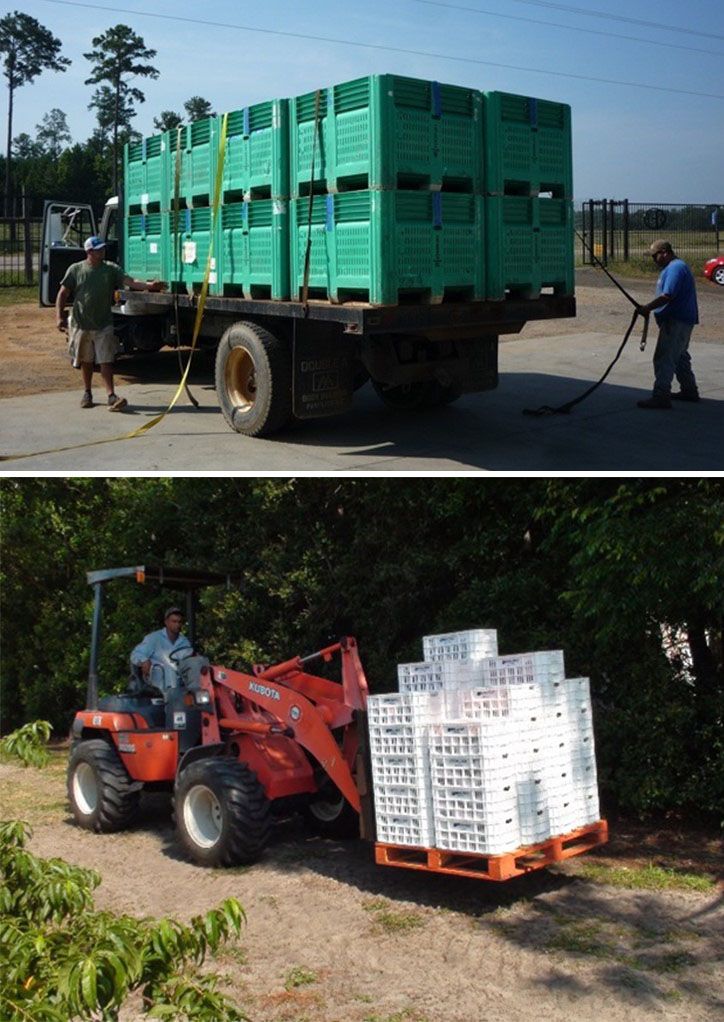 Top, fruit hauling trailers with field bins and bottom, field totes. 