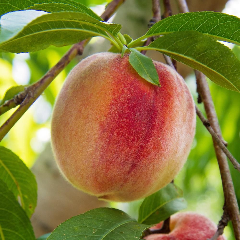 ‘Flordaking’ peach. 