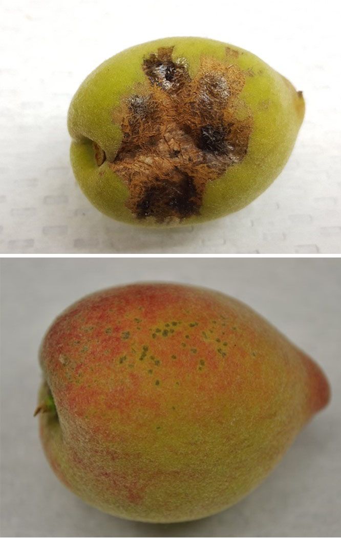 Fruit with scabbing (top) and russeting (bottom). 