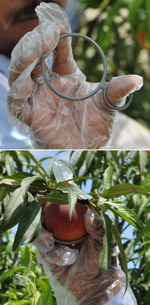 Hand-held sizing ring that harvesters can quickly use the determine if fruit have reached a minimum size for harvest. 