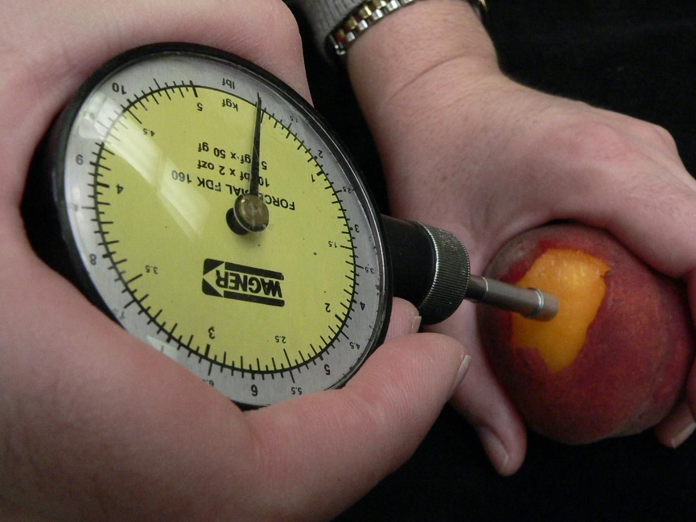 Measuring peach flesh firmness using a hand-held penetrometer. 