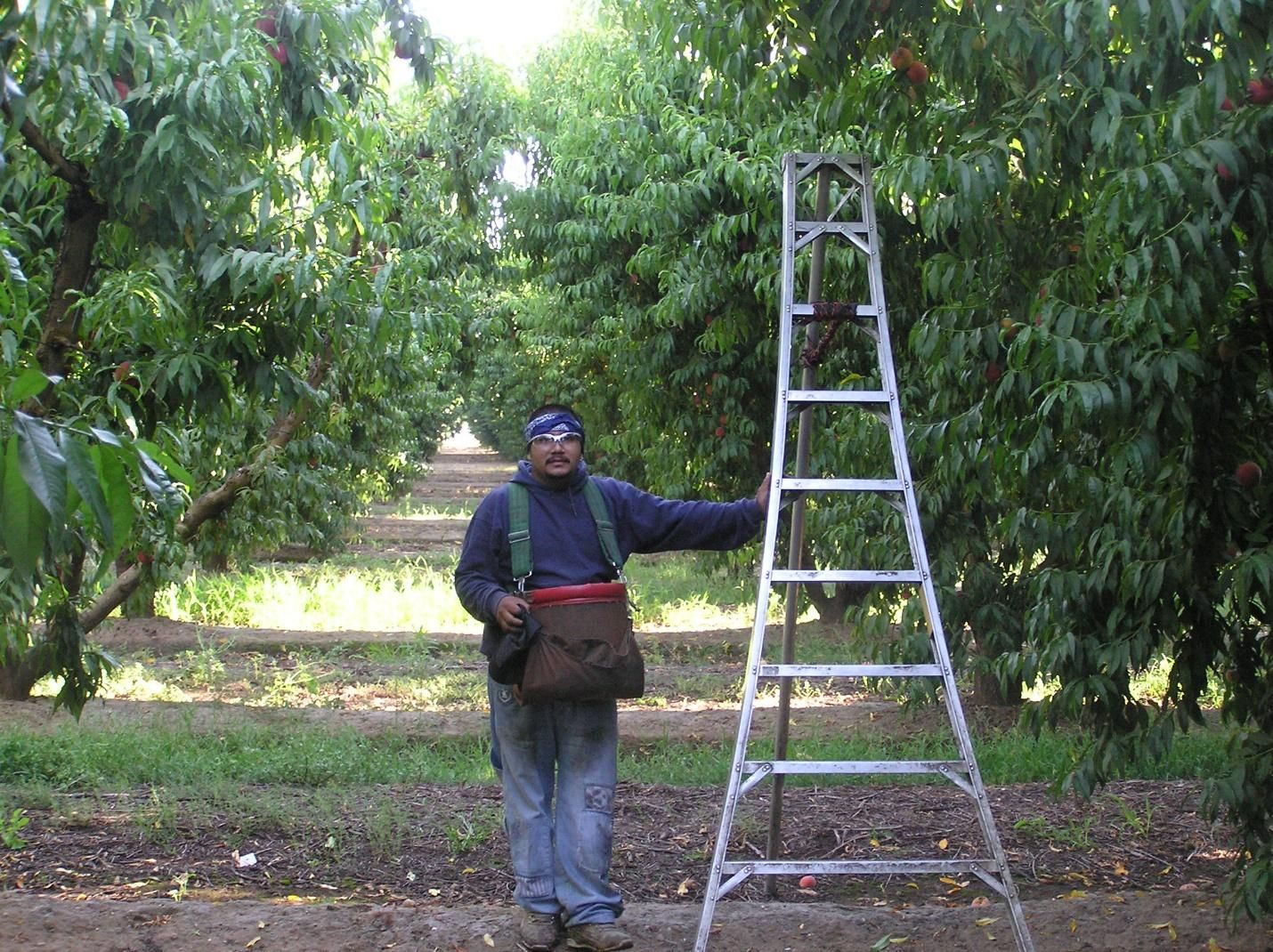 Harvester with harvest bag and ladder. 