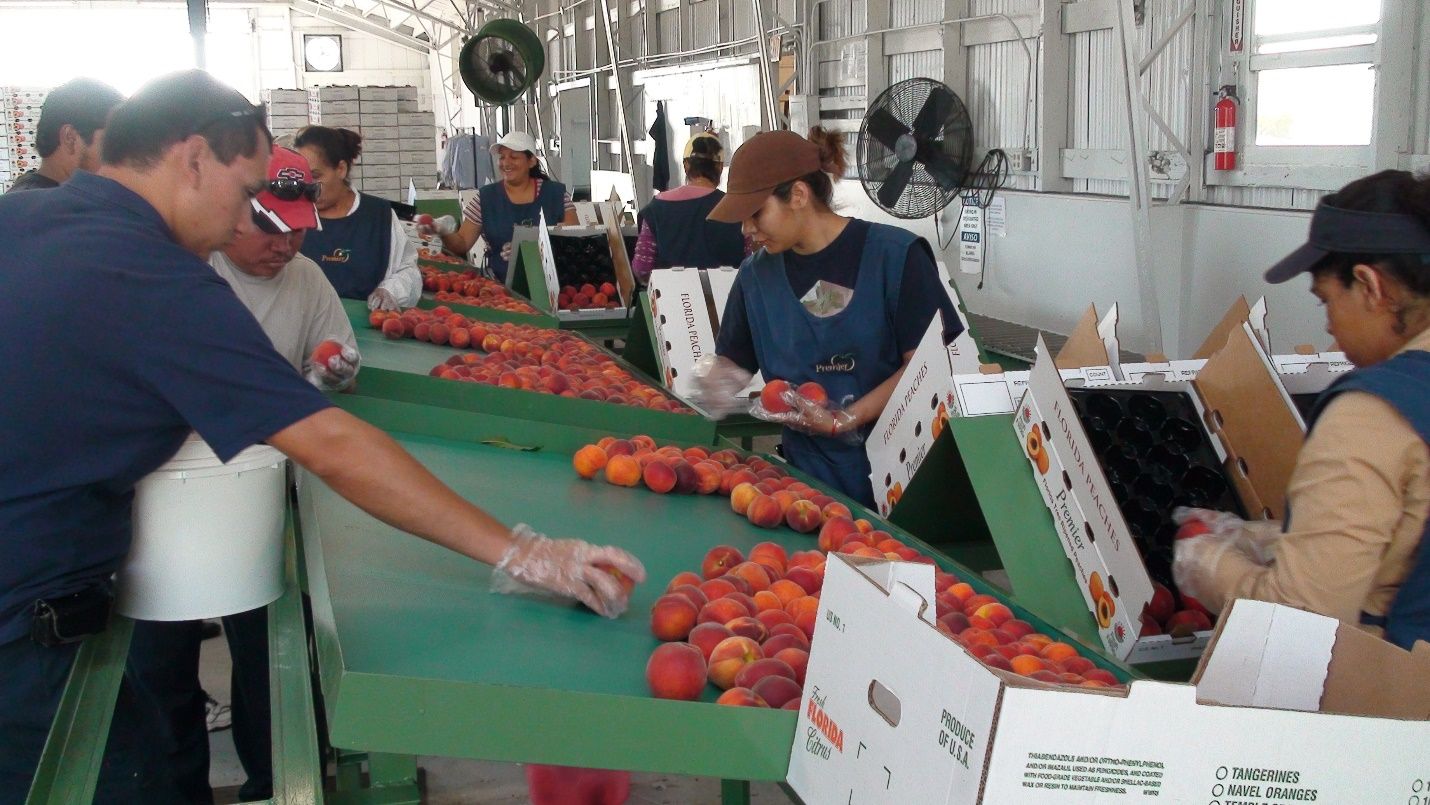 Combined grading and packing of fruit from buckets into trays at a ranch pack operation. 