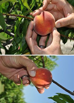 Judging fruit firmness before picking. 