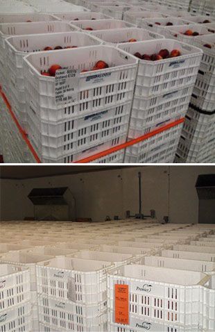 Harvested peaches in field totes being held in a refrigerated storage room until they can be run on a packingline. 