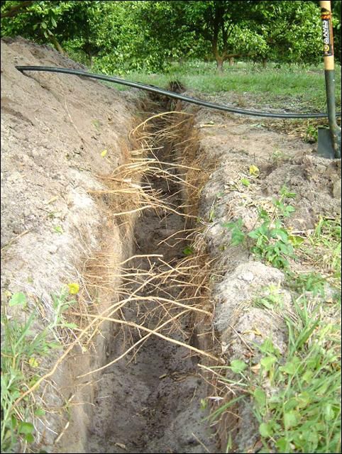 Figure 6. Root systems of good 13-year-old Hamlin trees on Swingle citrumelo rootstock grown on a double-row bed in Riviera soil. The view is from the furrow toward the bed crown.