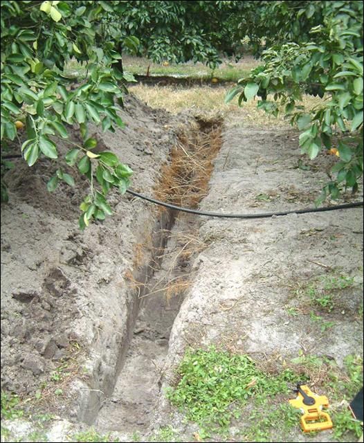 Figure 12. Root systems of good 11-year-old Marsh grapefruit trees on Sun Shu Sha. The view is from the furrow toward the bed crown.