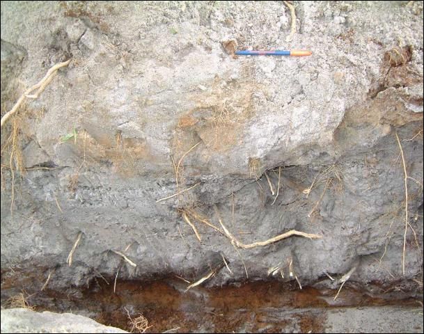 Figure 8. A view into the trench of 13-year-old Hamlin trees on Swingle growing in Wabasso soil. The spodic layer is evident at the bottom of the profile. Roots are present from the surface to the spodic layer.