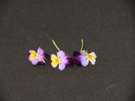 Viola (Viola spp.)