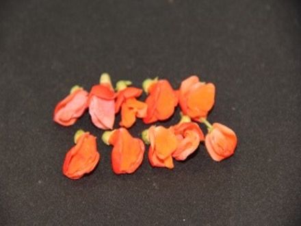 Scarlet Runner Bean (Phaseolus coccineus)