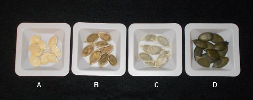 Varios fenotipos de semillas de Cucurbita pepo; donde A) representa semillas con cáscara, B) representa semillas semi descascaradas; C) representa semillas con cáscara delgada, y D) representa semillas desnudas. 