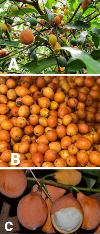 (A) and (B) Achachairu fruits. (C) The skin and pulp of Achachairu.