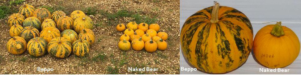 Diferencias en el color de la cáscara y el tamaño de la calabaza entre los cultivares 'Beppo' y 'Naked Bear'.