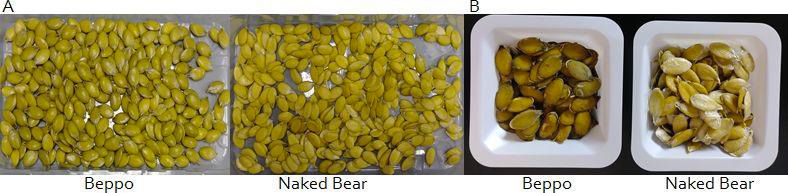 Semillas recién cosechadas (A) y semillas secas (B) de cultivares de calabaza ‘Beppo’ y 'Naked Bear'.