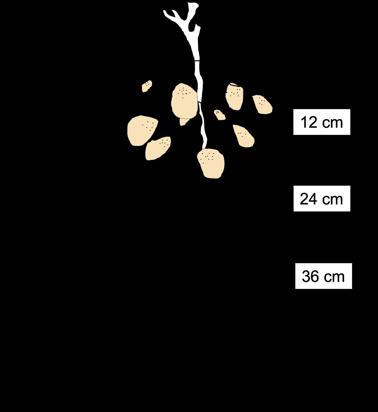 The total root length of a potato plant at different soil depths.