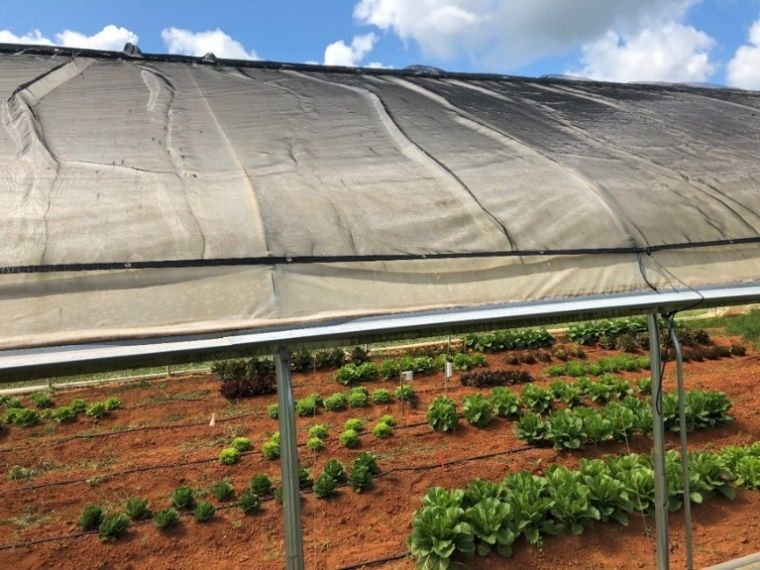 Lettuce plants successfully grown during the summer months in Georgia in a high tunnel that uses shade cloth to reduce light intensity and temperatures.