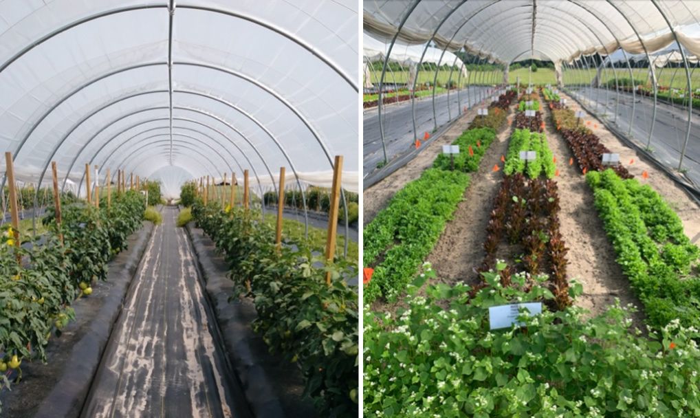 Tomato plants (left) and lettuce (right) grown inside a caterpillar tunnel with rounded arches in Citra, FL.