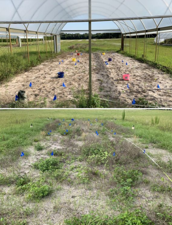 Comparison of weed pressure during an off-season between high tunnel (left) vs. open field (right) production systems.