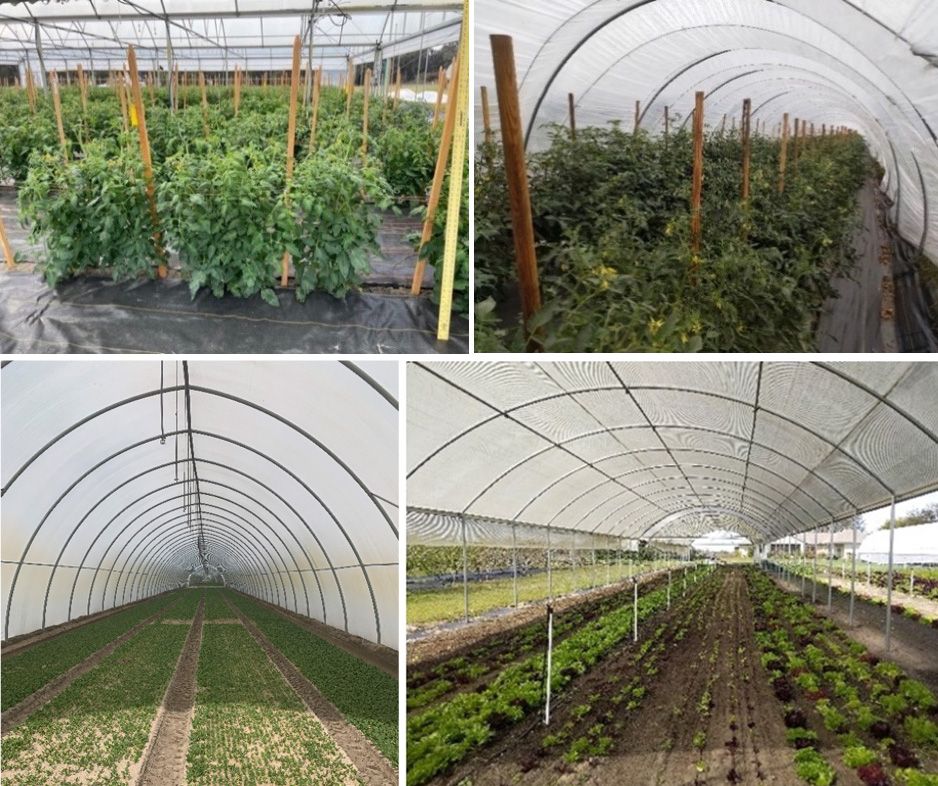 Tomato (top) and salad greens (bottom) grown in high tunnels in Florida.