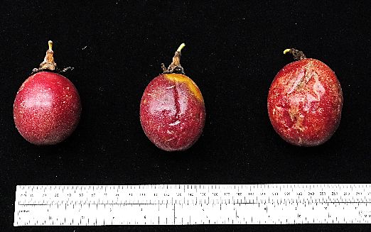 Passiflora edulis at varying ripening stages.