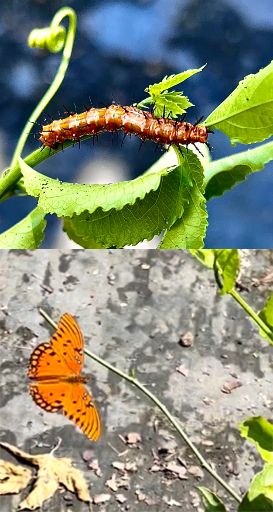 Mature larvae of the Gulf fritillary butterfly (top) and mature Gulf fritillary butterfly (bottom): Agraulis vanillae on Passiflora edulis in Gainesville, FL.
