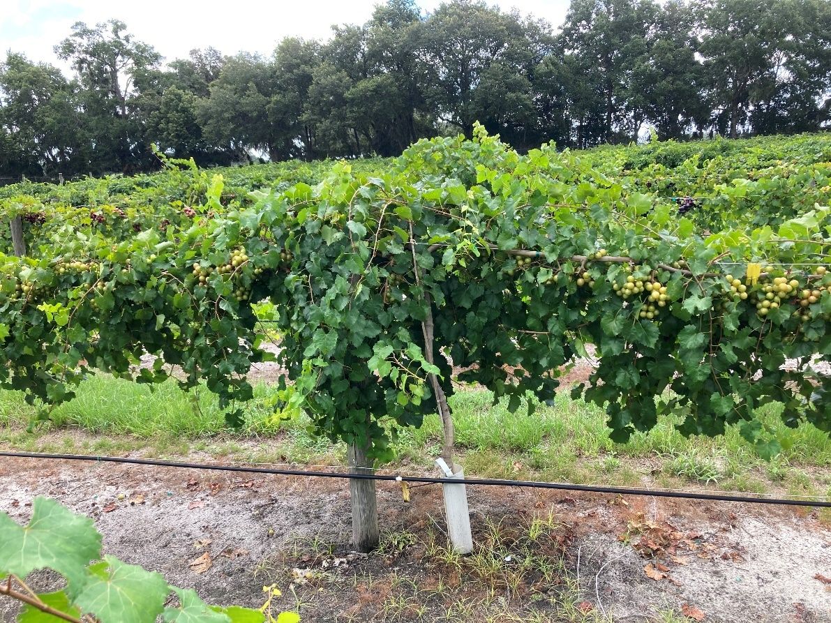 Muscadine vines at the time of harvest in late summer.