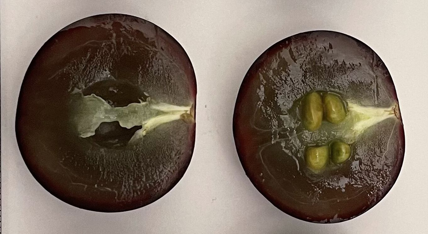 Anatomy of both halves of ‘Supreme’ muscadine fruit.