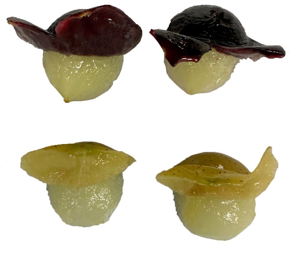 Semi-peeled muscadine grapes showing the thick peel: ‘Paulk’ (top); ‘GA-13-4-2’ (bottom).