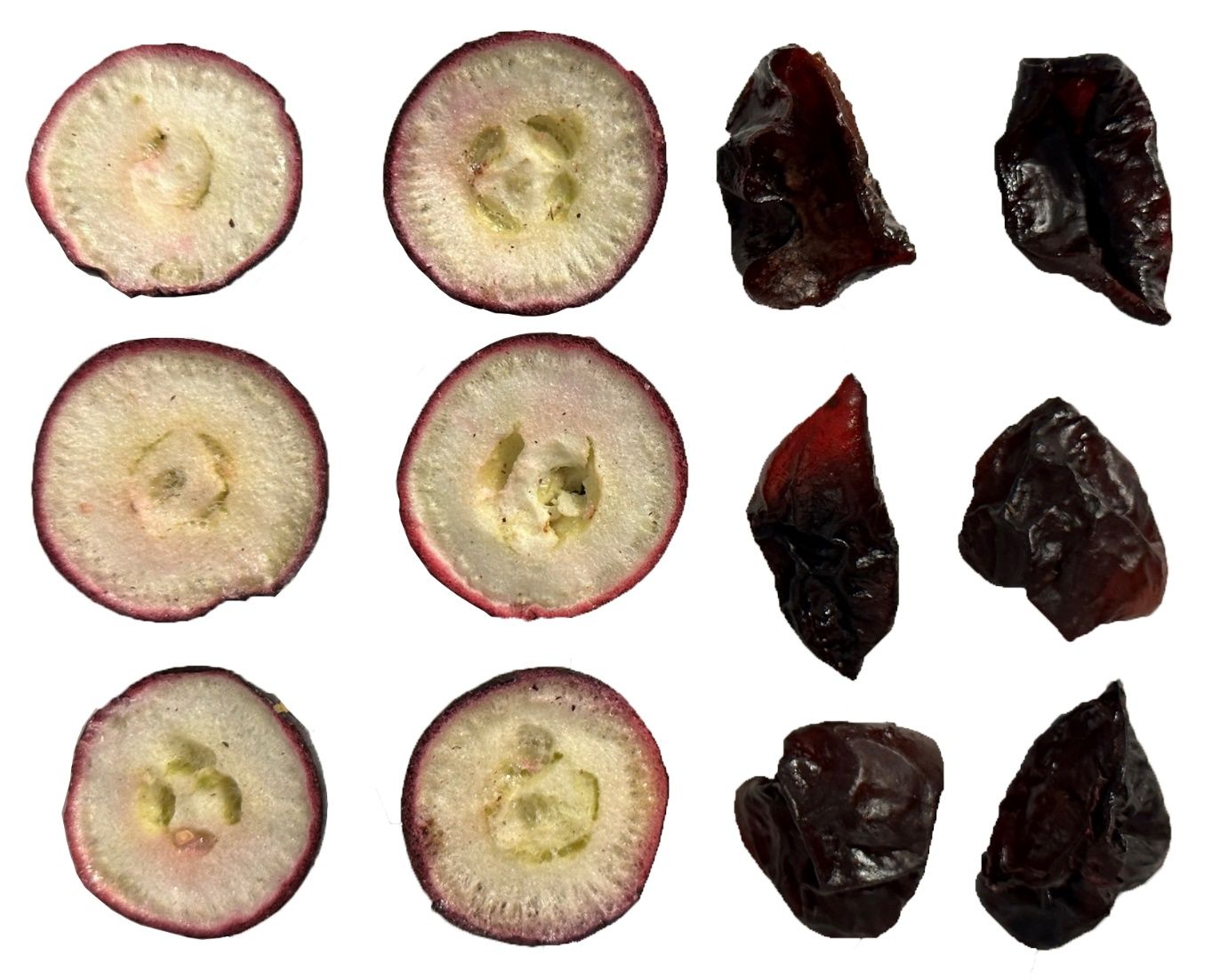 Differences in appearance between freeze-dried (left) and oven-dried (right) muscadine fruit halves.