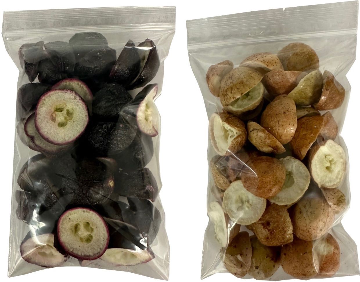 Freeze-dried muscadine fruit halves packed in sealed bags for storage. ‘Paulk’ (left) and ‘GA-13-4-2’ (right).