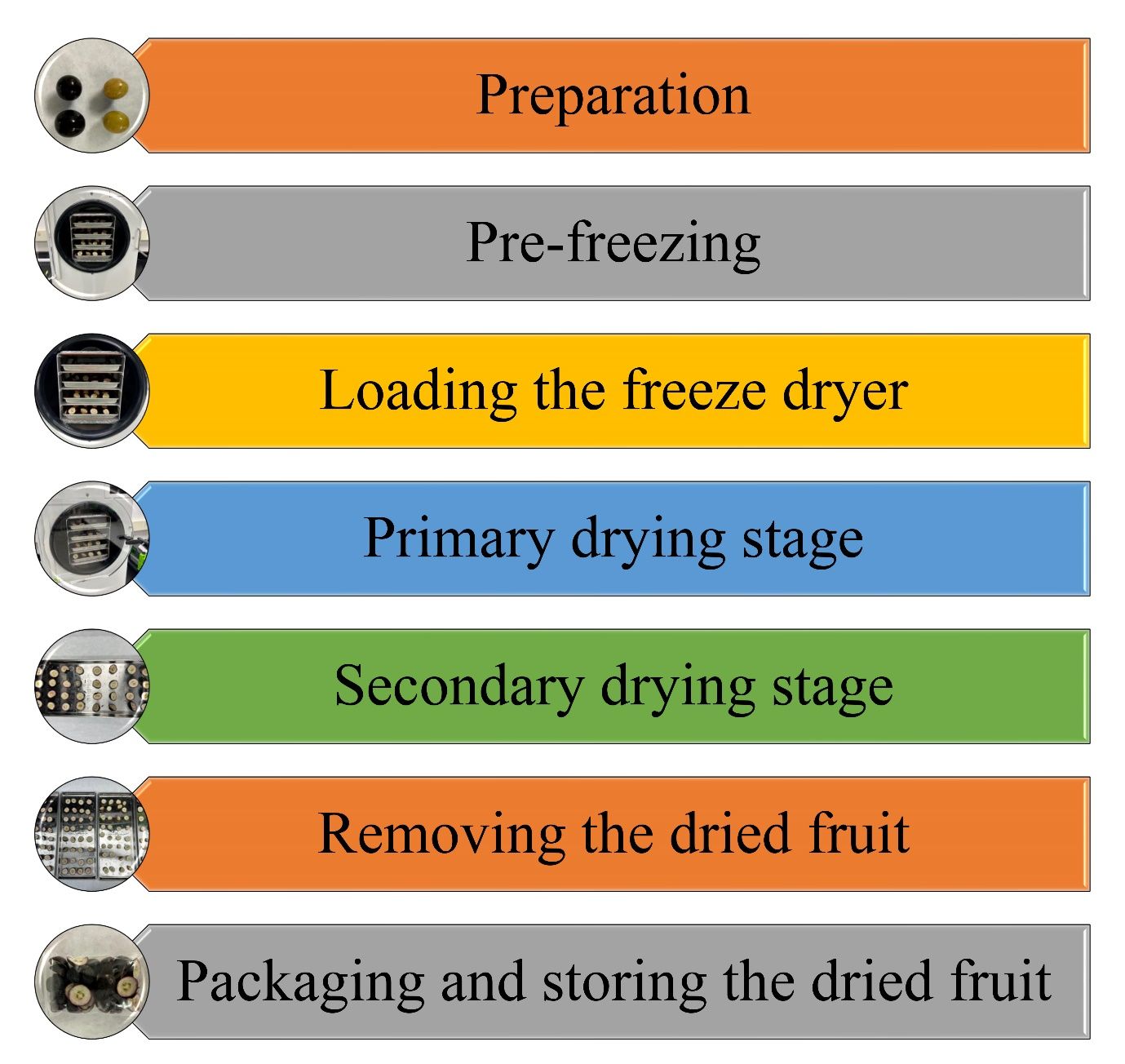 A flowchart diagram showing the steps involved in the freeze-drying process for muscadine fruit.