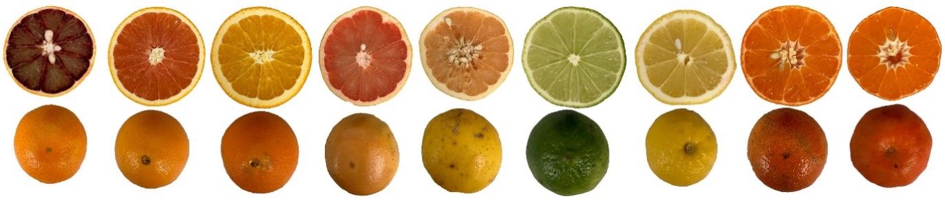 The external and internal colors of citrus fruit species are due to the presence of chlorophyll, carotenoid, and anthocyanin pigments. The order, left to right: Blood orange (‘Budd Blood'), ‘Cara Cara’ navel orange, ‘Washington Navel’ orange, ‘Ruby Red’ grapefruit, ‘Marsh’ grapefruit, Mexican lime, ‘Lisbon’ lemon, ‘Clementine’ mandarin, and ‘Satsuma’ mandarin.