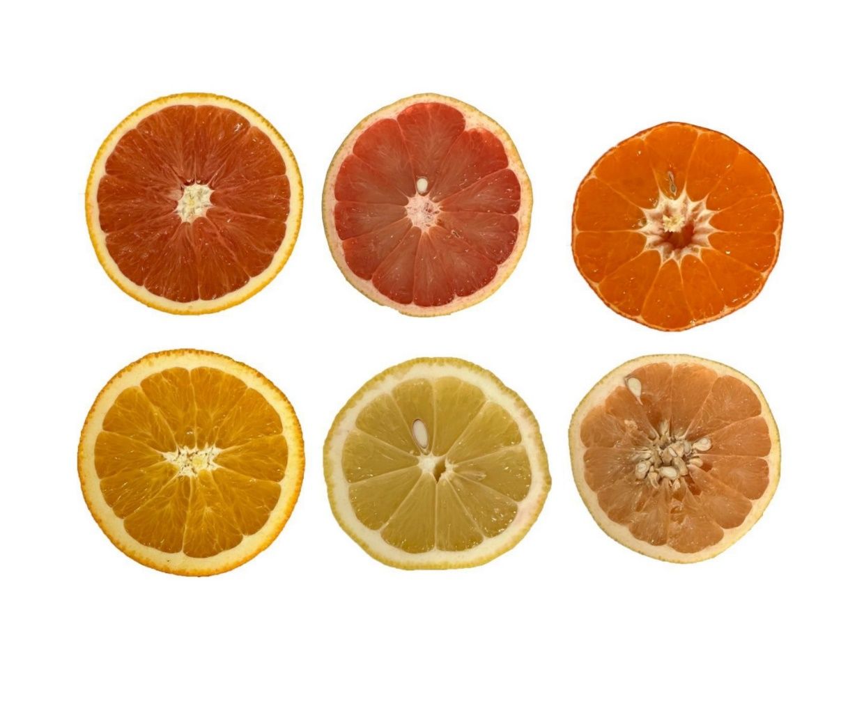 The range of colors in the flesh of mature citrus fruit due to different compositions of carotenoids. Top from left to right: ‘Cara Cara’ navel orange, ‘Ruby Red’ grapefruit, and ‘Satsuma’ mandarin. Bottom from left to right: ‘Washington Navel’ orange, ‘Lisbon’ lemon, and ‘Marsh’ grapefruit.