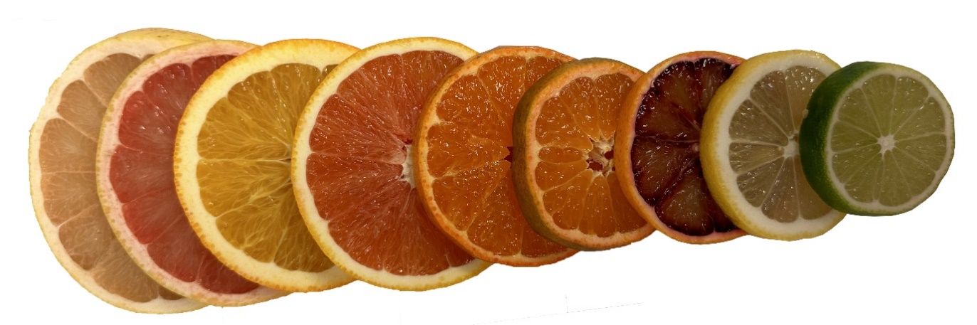 Color diversity in the flesh of different citrus fruit species. The order left to right: ‘Marsh’ grapefruit, ‘Ruby Red’ grapefruit, ‘Washington Navel’ orange, ‘Cara Cara’ navel orange, ‘Satsuma’ mandarin, ‘Clementine’ mandarin, Blood orange (Budd Blood), ‘Lisbon’ lemon, and Mexican lime.