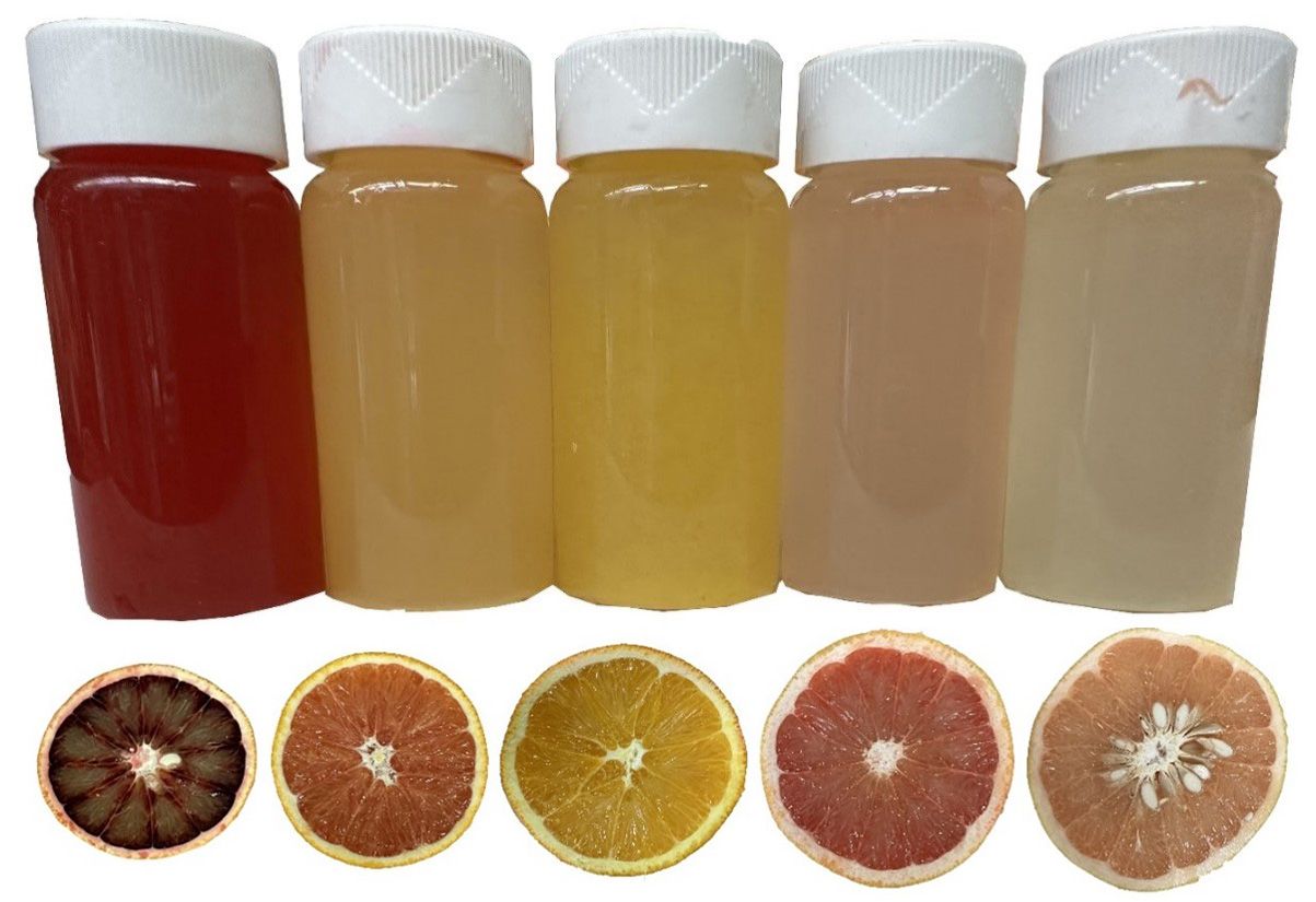 The juice and flesh colors in some citrus fruit species, the order left to right: Blood orange (‘Budd Blood’), ‘Cara Cara’ navel orange, ‘Washington Navel’ orange, ‘Ruby Red’ grapefruit, and ‘Marsh’ grapefruit.
