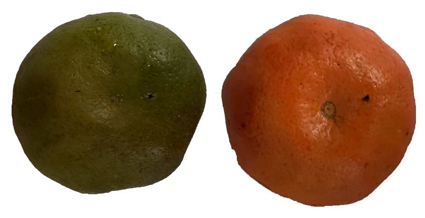 Peel coloration changes in ‘Satsuma’ mandarin fruit following separate events of chlorophyll degradation and carotenoid synthesis.