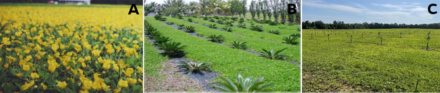 (a) Flowering of Arachis glabrata ‘Ecoturf’ in a north Florida turf field, (b) palm plantation with A. pintoi living mulch, and (c) A. glabrata as a living mulch in a citrus grove in north Florida. 