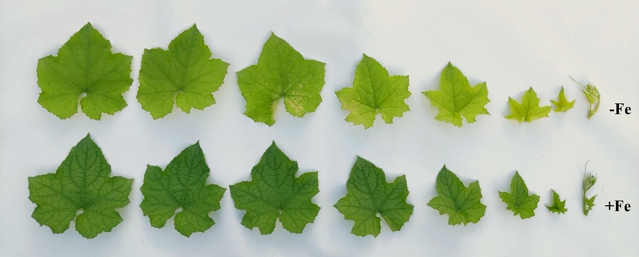 Iron deficiency symptoms showing interveinal chlorosis on different ages of luffa leaves (top). Unlike N deficiency, chlorosis is more pronounced on younger leaves. 