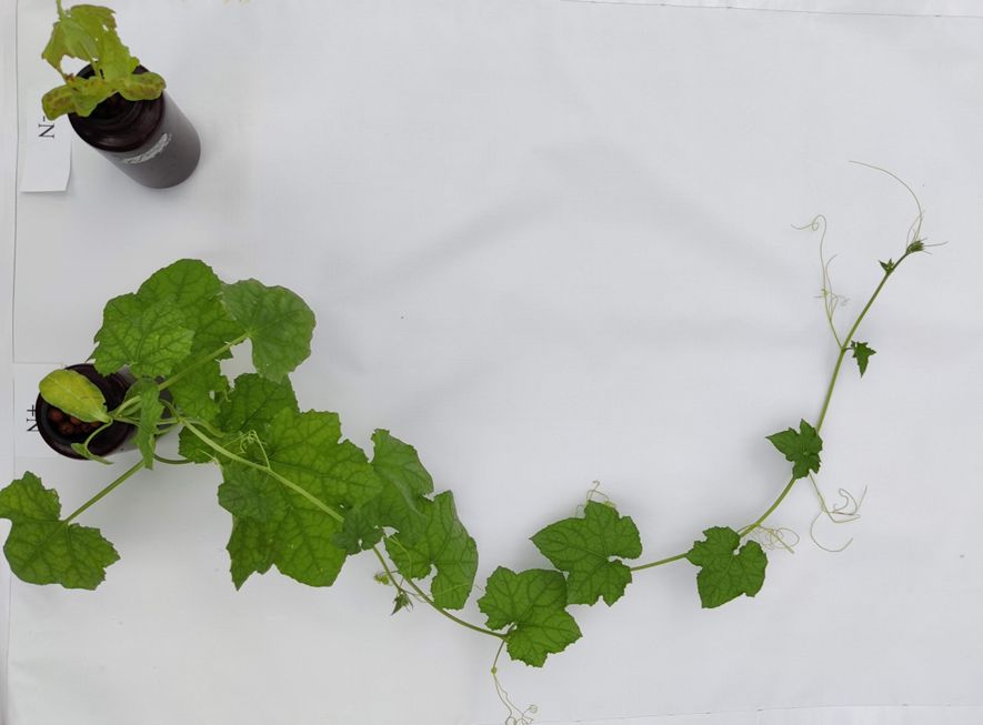 Luffa plants without (top) or with (bottom) N fertilizer. Note the abundant tendril and leaf growth on the fertilized plant as compared to the stunted unbranched plant. 