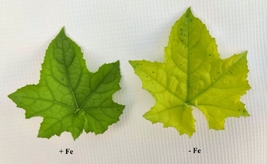 Severe Fe deficiency as indicated by interveinal chlorosis symptoms on a mature luffa leaf (right). 