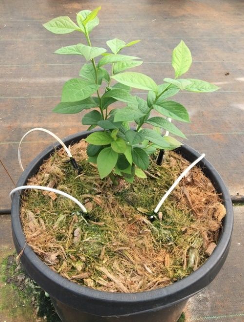 Blueberry bush in a container equipped with four irrigation stakes.