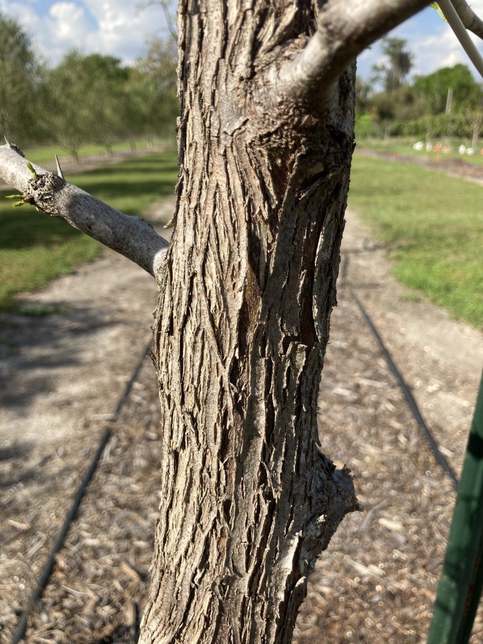 Bark pattern of 4-year-old ‘Sugar Cane’ variety, Gainesville, FL.