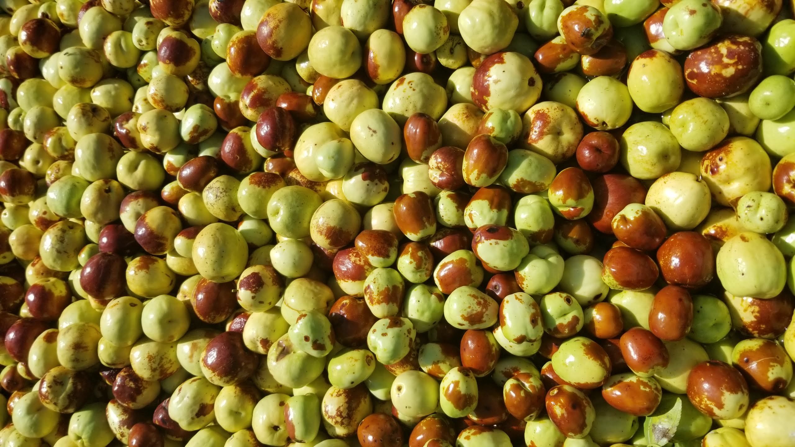 Jujube fruit harvested for fresh market.