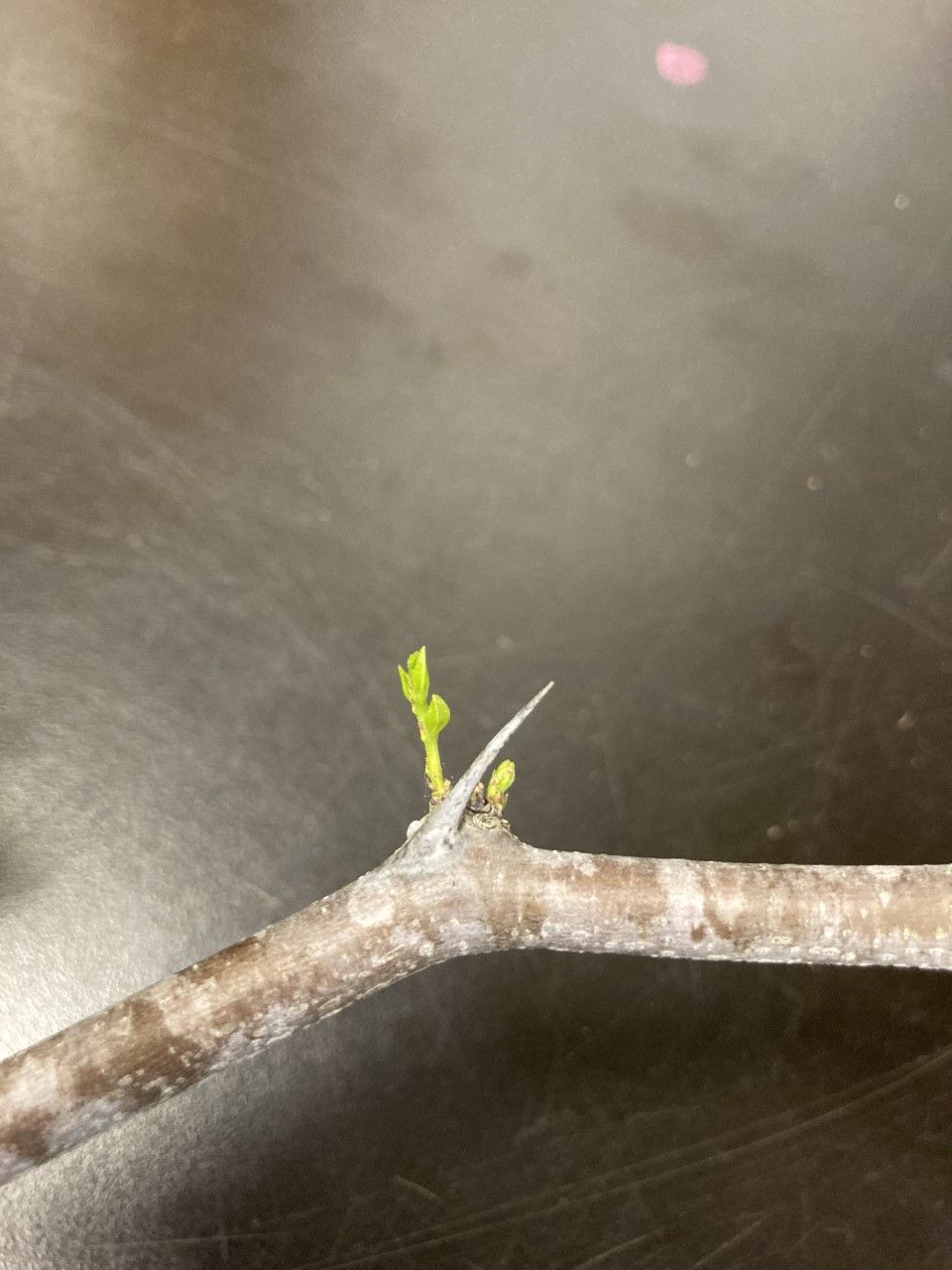 Emerging vegetative buds, protected by adjacent thorn.