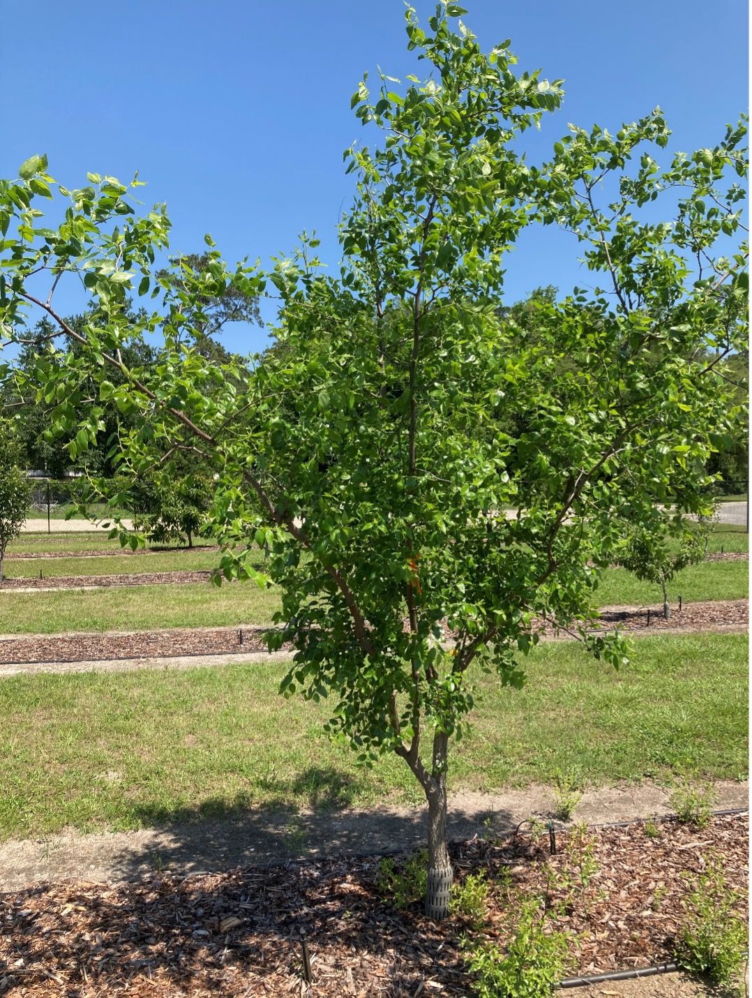 Three-year-old jujube tree trained as an open center, mid-April, Gainesville, FL.