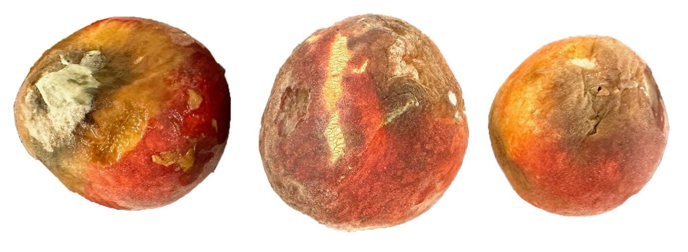 Decay in ‘Tropic Beauty’ peach after five days of storage at room temperature.