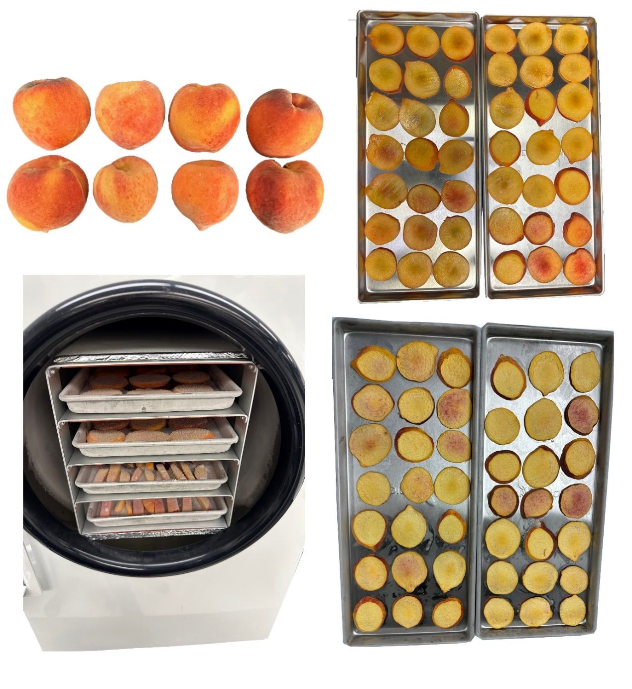 The steps and process of freeze-drying ‘UFOne’ peach. (Top left) Fresh fruit, (top right) fresh peach slices, (bottom left) freeze-drying process, and (bottom right) freeze-dried peach slices.