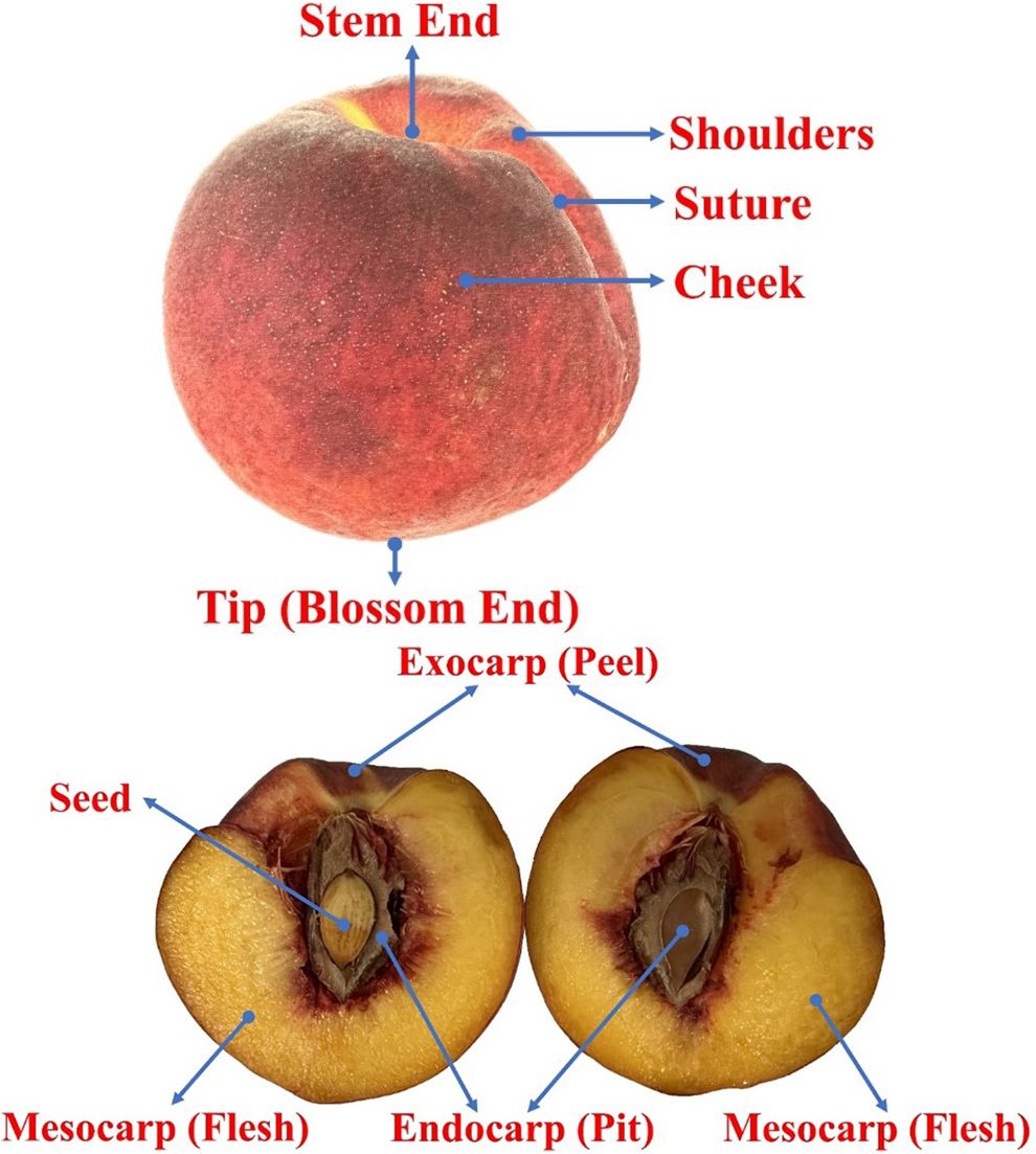 Anatomy of peach fruit.
